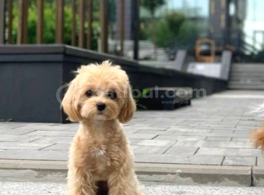 MALTİPOO CİNSİ YAVRULAR EV ÜRETİMİ