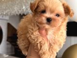 Malti̇poo Ci̇nsi̇ Yavrular Ev Üreti̇mi̇