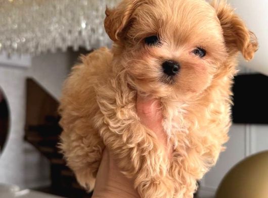 Malti̇poo Ci̇nsi̇ Yavrular Ev Üreti̇mi̇ görsel