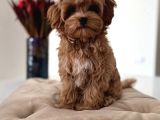 Toy Poodle Sevi̇mli̇ Yavrular Ev Üreti̇mi̇