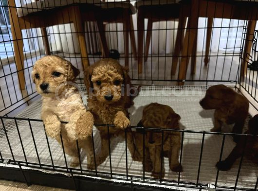 2 Aylık Toypoodle Yavrularım görsel
