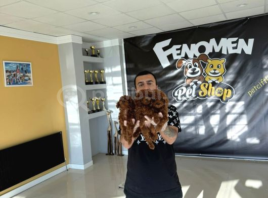Renk Renk Orji̇nal Toy Poodle Yavrularimiz Güncel Ankara görsel