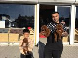 Renk Renk Orji̇nal Toy Poodle Yavrularimiz Güncel Ankara