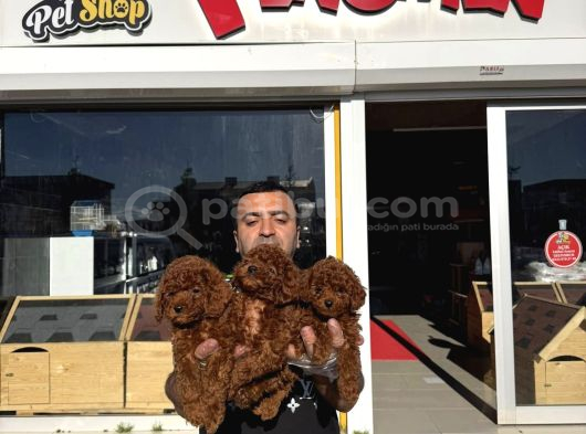 RENK RENK ORJİNAL TOY POODLE YAVRULARIMIZ GÜNCEL ANKARA