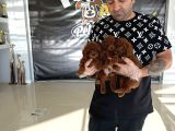 Renk Renk Orji̇nal Toy Poodle Yavrularimiz Güncel Ankara