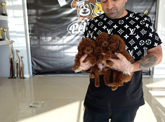 Renk Renk Orji̇nal Toy Poodle Yavrularimiz Güncel Ankara görsel
