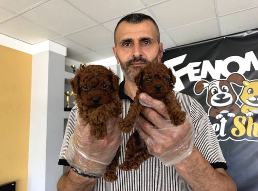 Wc Egi̇ti̇mli̇ Malti̇poo Yavrularimiz Di̇şi̇ Erkek Ankara  Mağaza