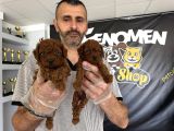 Wc Egi̇ti̇mli̇ Malti̇poo Yavrularimiz Di̇şi̇ Erkek Ankara  Mağaza