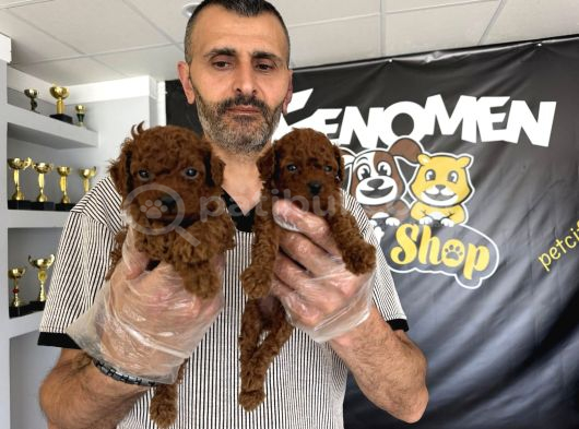 Wc Egi̇ti̇mli̇ Malti̇poo Yavrularimiz Di̇şi̇ Erkek Ankara  Mağaza görsel
