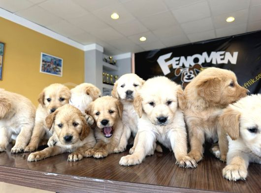 Baby Face Golden Retriewer Yavrulari Safkan Belgeli̇ Ankara