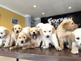 Baby Face Golden Retriewer Yavrulari Safkan Belgeli̇ Ankara