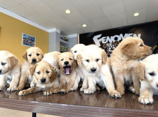 Baby Face Golden Retriewer Yavrulari Safkan Belgeli̇ Ankara görsel
