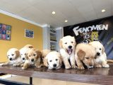 Baby Face Golden Retriewer Yavrulari Safkan Belgeli̇ Ankara