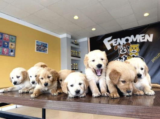 Baby Face Golden Retriewer Yavrulari Safkan Belgeli̇ Ankara görsel