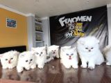Özel Irk British Shorthair Ns11 Yavrular Ankara Mağazamizda