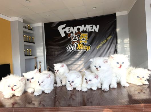 Özel Irk British Shorthair Ns11 Yavrular Ankara Mağazamizda görsel