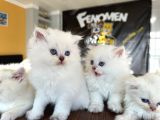 Özel Irk British Longhair Yavrular Ns1133 Ankara Mağazamizda