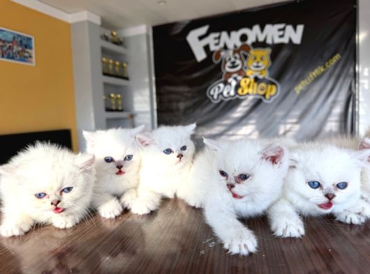 Özel Irk British Shorthair Ns11 Yavrular Ankara Mağazamizda görsel