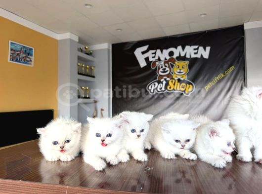 Özel Irk British Shorthair Ns11 Yavrular Ankara Mağazamizda görsel