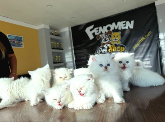 Özel Irk British Shorthair Ns11 Yavrular Ankara Mağazamizda görsel