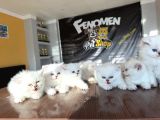 Özel Irk British Shorthair Ns11 Yavrular Ankara Mağazamizda