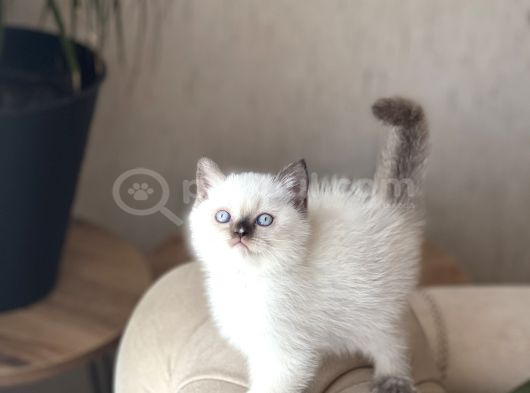 Üst Düzey Güzelli̇k Bri̇ti̇sh Shorthai̇r Yavrum