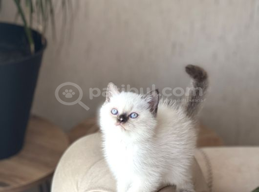 Üst Düzey Güzelli̇k Bri̇ti̇sh Shorthai̇r Yavrum görsel