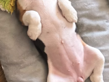 Ücretsiz Beagle Sahiplendirme
