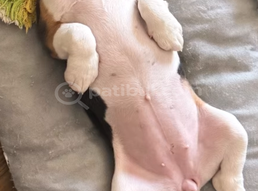 Ücretsiz Beagle Sahiplendirme görsel