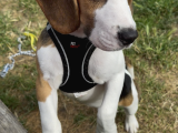 Ücretsiz Beagle Sahiplendirme