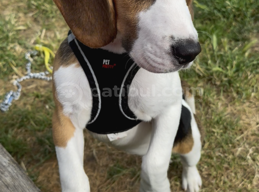 Ücretsiz Beagle Sahiplendirme görsel