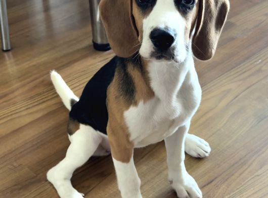 Ücretsiz Beagle Sahiplendirme görsel