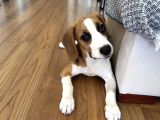 Ücretsiz Beagle Sahiplendirme