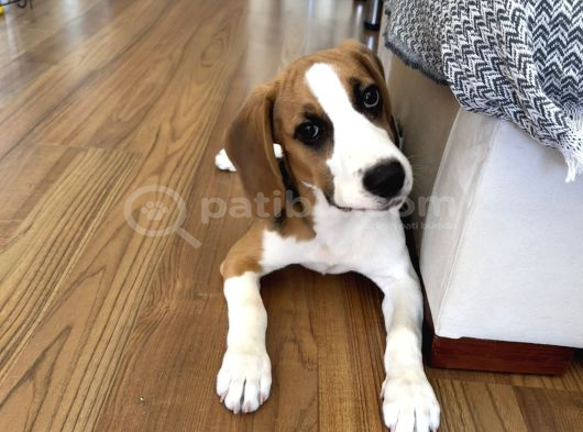 Ücretsiz Beagle Sahiplendirme görsel