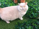 Koca Yanak Nadir Özel Renk Lilac-British Shorthair Yavruları