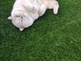 Koca Yanak Nadir Özel Renk Lilac-British Shorthair Yavruları