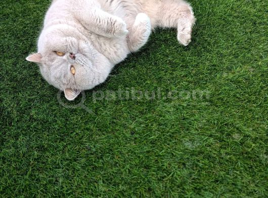 Koca Yanak Nadir Özel Renk Lilac-British Shorthair Yavruları görsel
