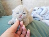Koca Yanak Nadir Özel Renk Lilac-British Shorthair Yavruları