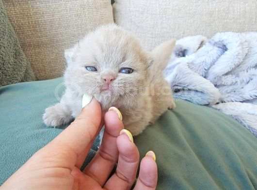Koca Yanak Nadir Özel Renk Lilac-British Shorthair Yavruları görsel