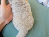 Koca Yanak Nadir Özel Renk Lilac-British Shorthair Yavruları