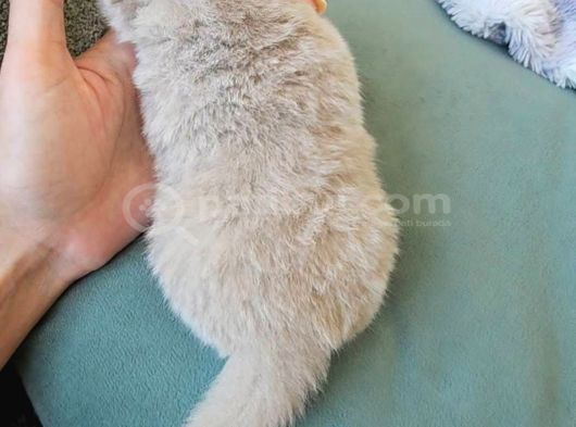 Koca Yanak Nadir Özel Renk Lilac-British Shorthair Yavruları görsel