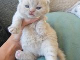 Koca Yanak Nadir Özel Renk Lilac-British Shorthair Yavruları