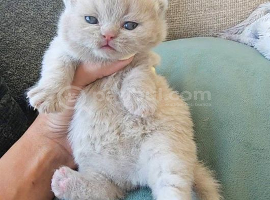 Koca Yanak Nadir Özel Renk Lilac-British Shorthair Yavruları