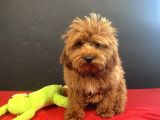 Mükemmel Renk Ve Tüy Kali̇tesi̇nde Maltipoo