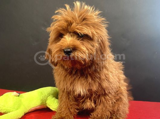 Mükemmel Renk Ve Tüy Kali̇tesi̇nde Maltipoo görsel