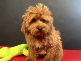 Mükemmel Renk Ve Tüy Kali̇tesi̇nde Maltipoo