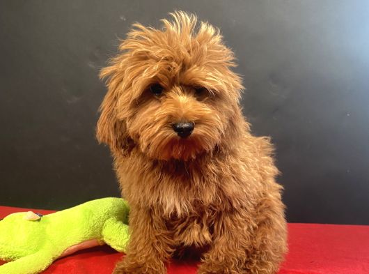 Mükemmel Renk Ve Tüy Kali̇tesi̇nde Maltipoo görsel