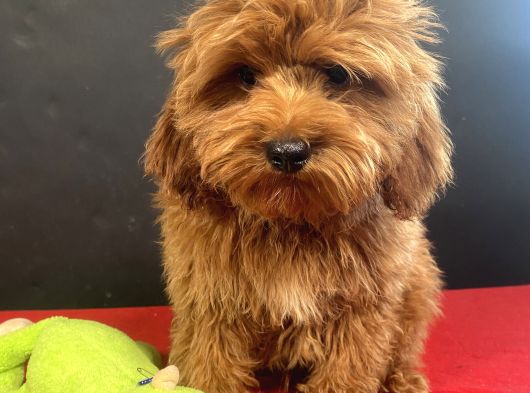 Mükemmel Renk Ve Tüy Kali̇tesi̇nde Maltipoo görsel