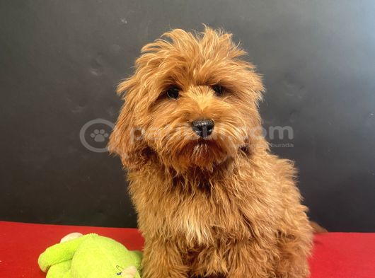 Mükemmel Renk Ve Tüy Kali̇tesi̇nde Maltipoo görsel