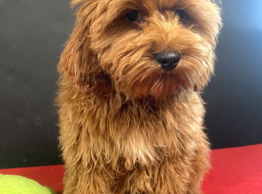 Mükemmel Renk Ve Tüy Kali̇tesi̇nde Maltipoo görsel